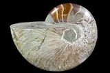 Polished Fossil Nautilus - Madagascar #108222-1